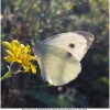 pieris brassicae imago2 don